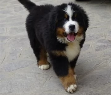 disponibile cucciolo di bovaro del bernese