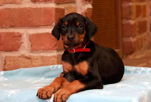 cuccioli doberman pinscher maschio e due femmina