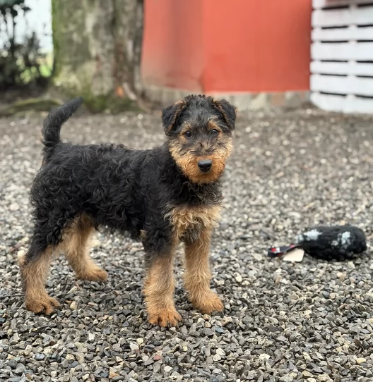 cuccioli di airedale terrier