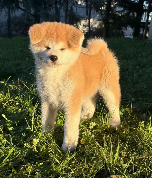 cuccioli di Akita Inu con Pedigree Enci