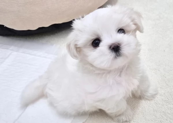 Cuccioli maltese