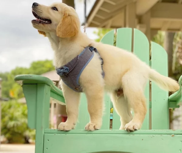 Cuccioli di Golden Retriever