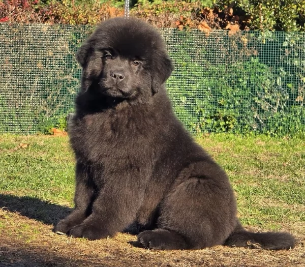 Splendidi cuccioli di Terranova