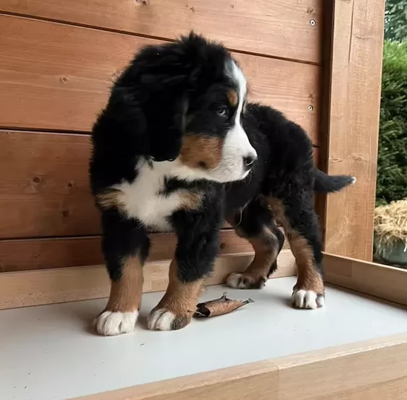 Cuccioli Bovaro del Bernese