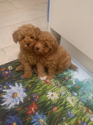  Bellissimi Cuccioli di Barboncino