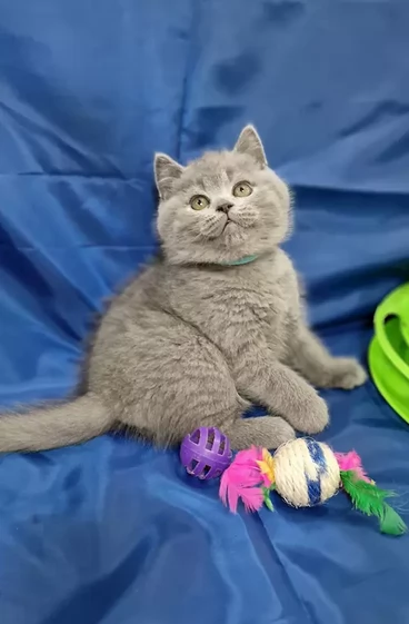 Gattini Scottish fold e straight