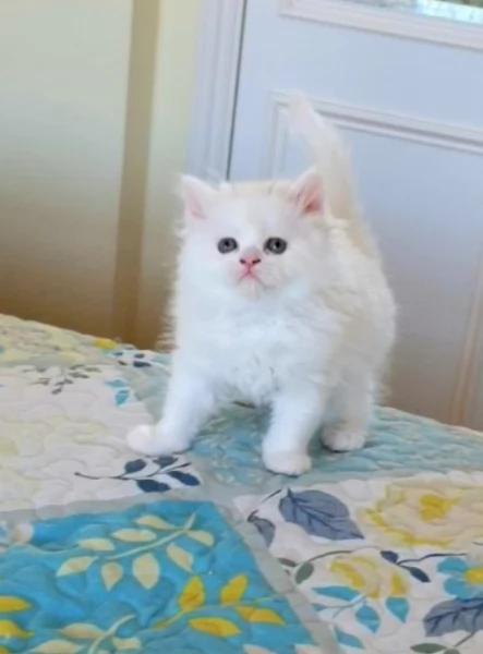 Dolcissimi gattini Munchkin