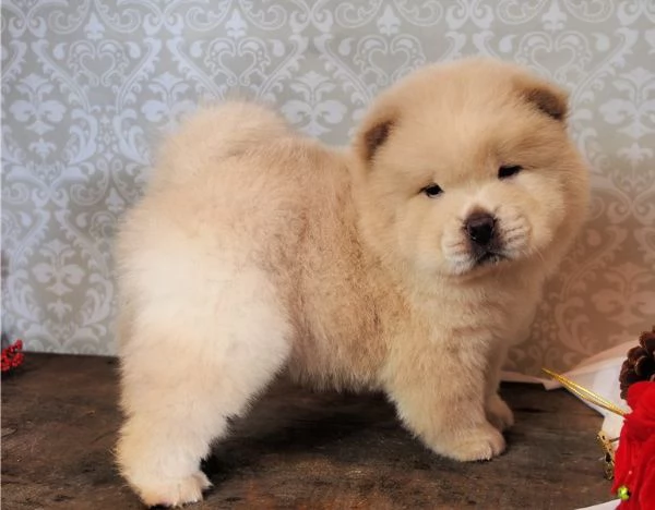 Splendidi cuccioli di Chow Chow
