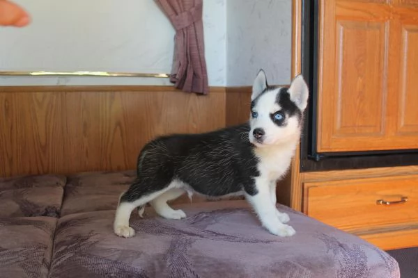 cuccioli Siberian Husky