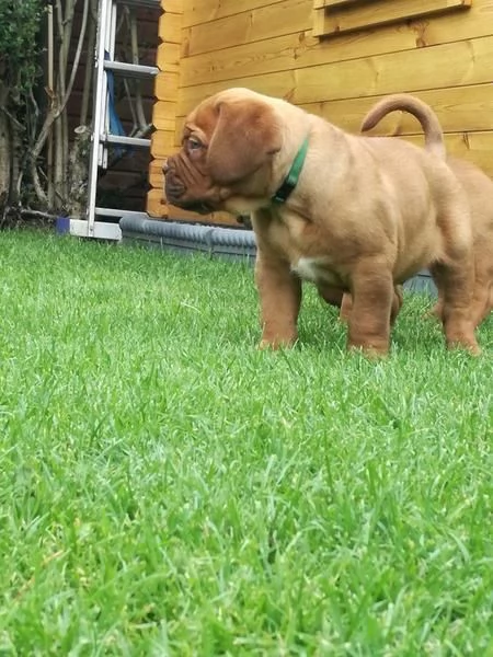 Cuccioli Dogue de Bordeaux