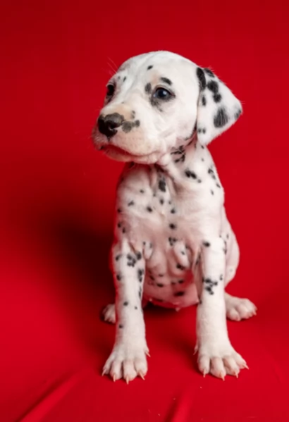 CUCCIOLI DALMATA con PEDIGREE