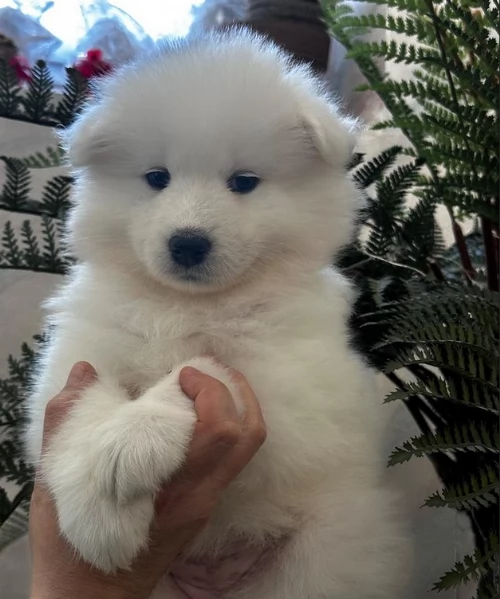 Cuccioli di samoiedo