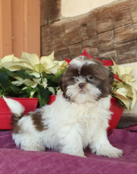 Cuccioli di Shihtzu