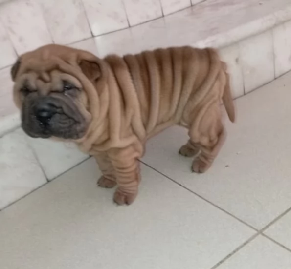 Shar pei cuccioli due mesi