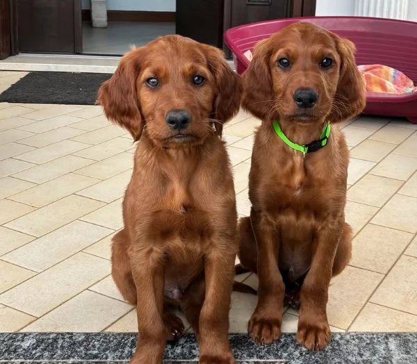 Cuccioli Setter Irlandese 