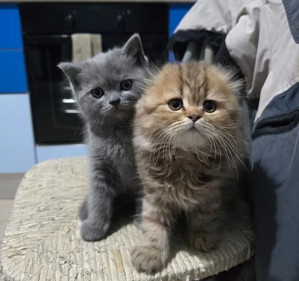 Gattini Scottish fold