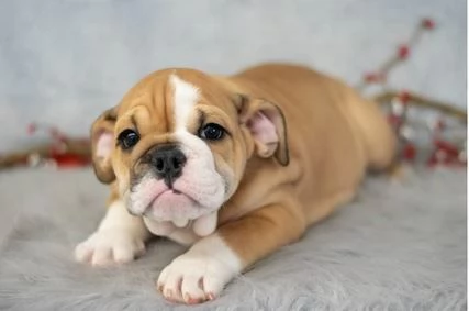 Cuccioli di Bulldog Inglese
