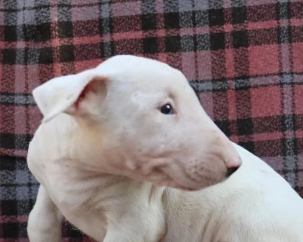 bull terrier bianchi | Foto 0