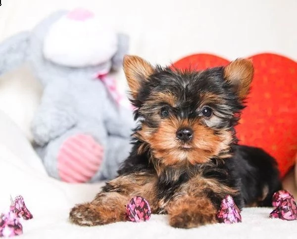  yorkshire toy cuccioli