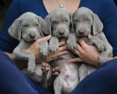 Regalo Cucciolo Weimaraner Da Privato A Ascoli Piceno Cuccioli Di Weimaraner Disponibili