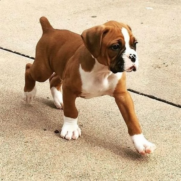 boxer cuccioli 