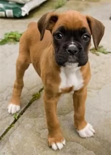 boxer cuccioli  | Foto 0