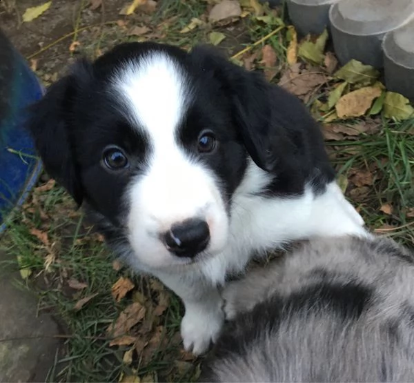 border collie cuccioli | Foto 0