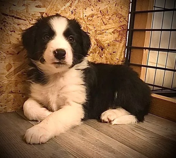 border collie cuccioli