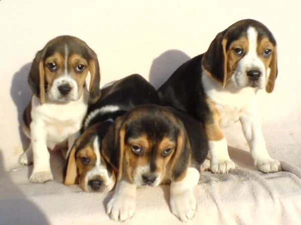 beagle cuccioli taglia piccola