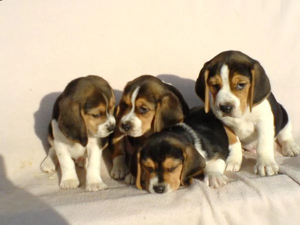 beagle cuccioli taglia piccola | Foto 1
