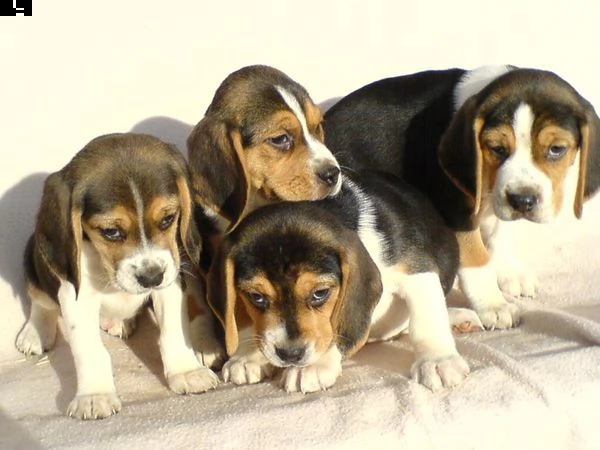 beagle cuccioli taglia piccola | Foto 0