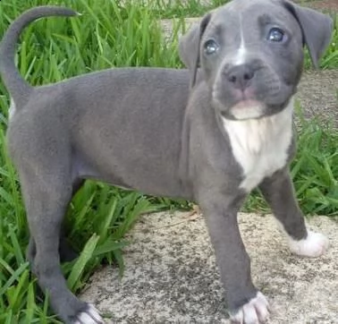 american pitbull cuccioli maschio e femmina con pedigree