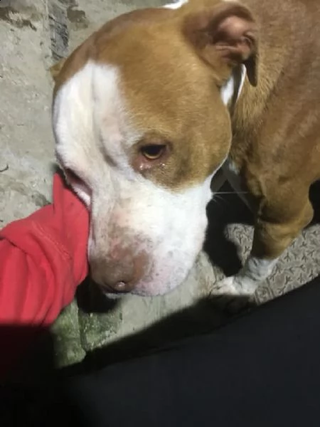 adozione del cuore pit bull maschio 5 anni leo | Foto 6