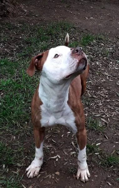 adozione del cuore pit bull maschio 5 anni leo | Foto 5