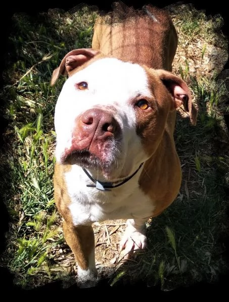 adozione del cuore pit bull maschio 5 anni leo