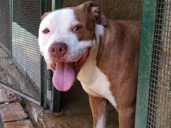 adozione del cuore pit bull maschio 5 anni leo | Foto 3