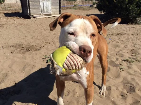 adozione del cuore pit bull maschio 5 anni leo | Foto 2