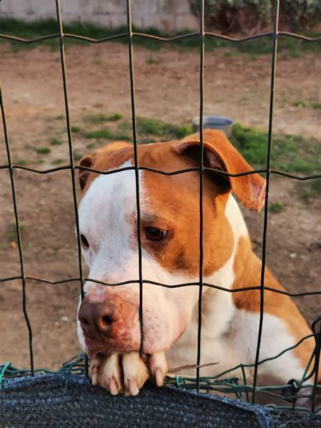 adozione del cuore pit bull maschio 5 anni leo | Foto 1