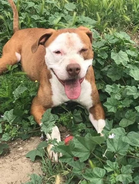 adozione del cuore pit bull maschio 5 anni leo | Foto 0