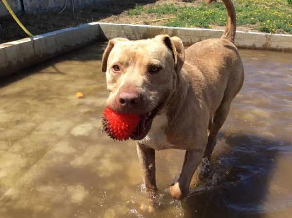 adozione del cuore pit bull red nose maschio 6 anni rob | Foto 4