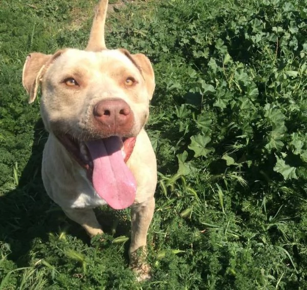 adozione del cuore pit bull red nose maschio 6 anni rob | Foto 0