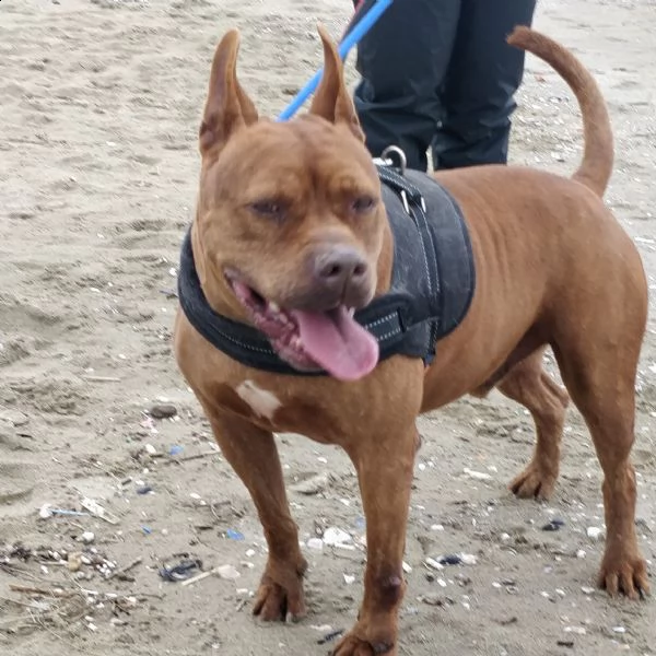 condannato allergastolo pit bull 8 anni tyson