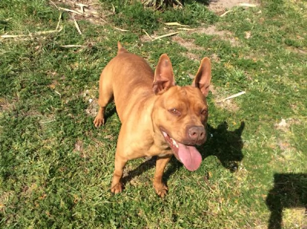 condannato allergastolo pit bull 8 anni tyson | Foto 0