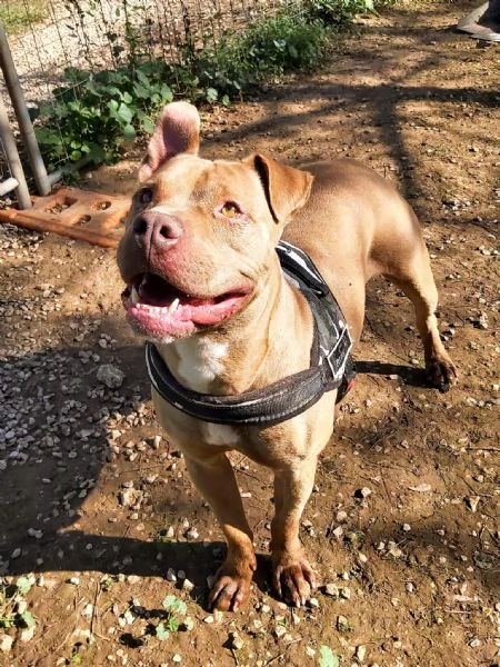 adozione del cuore pit bull 2 anni jordy | Foto 0