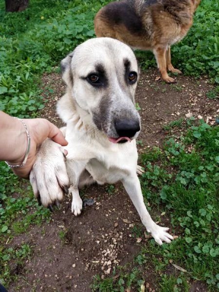 adozione del cuore incr kangal 4 anni zeus | Foto 4