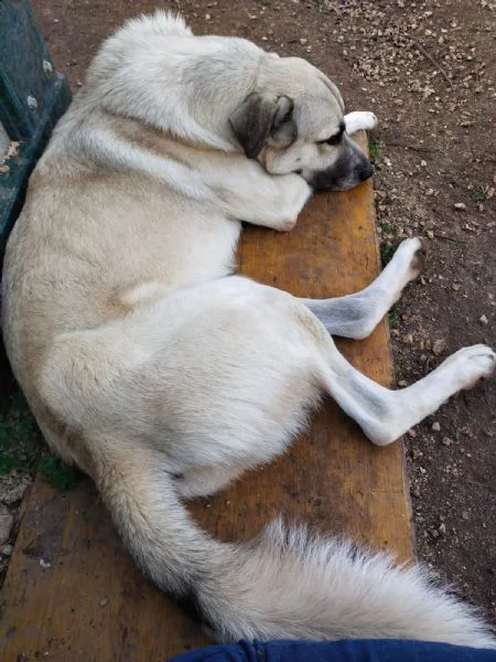 adozione del cuore incr kangal 4 anni zeus | Foto 3