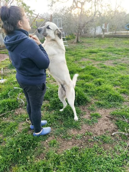 adozione del cuore incr kangal 4 anni zeus | Foto 2