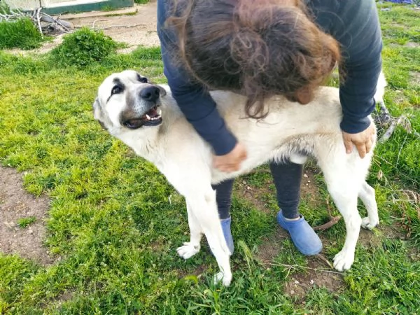 adozione del cuore incr kangal 4 anni zeus | Foto 0