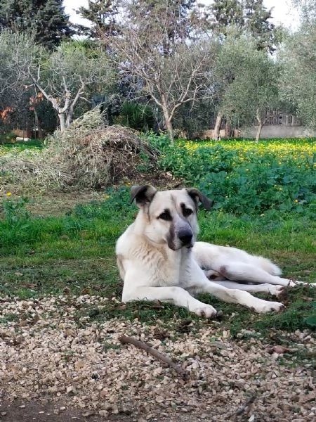 adozione del cuore incr kangal 4 anni zeus