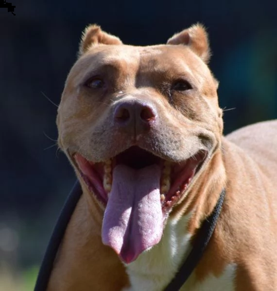 adozione del cuore pit bull femmina 8 anni tya